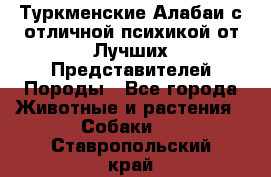 Туркменские Алабаи с отличной психикой от Лучших Представителей Породы - Все города Животные и растения » Собаки   . Ставропольский край